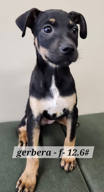 GERBERA - Labrador Retriever available for adoption