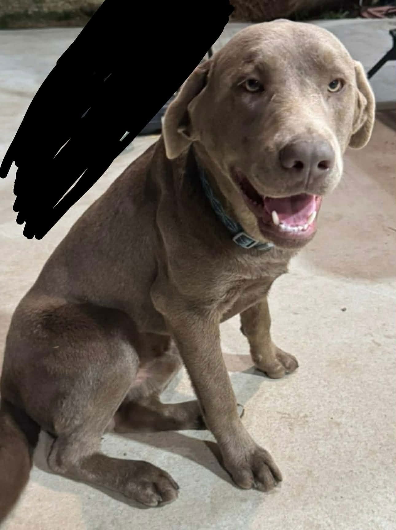 GERBERA - Labrador Retriever available for adoption