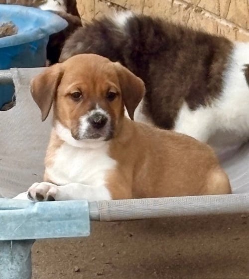 HUDSON 26 - Plott Hound / Australian Shepherd available for adoption