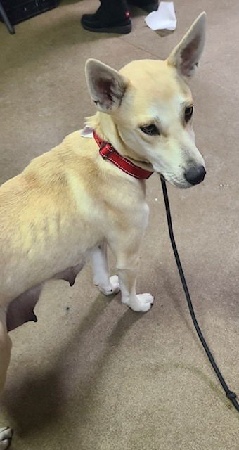 MOMMA CASS - Unknown available for adoption