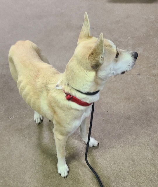 MOMMA CASS - Unknown available for adoption