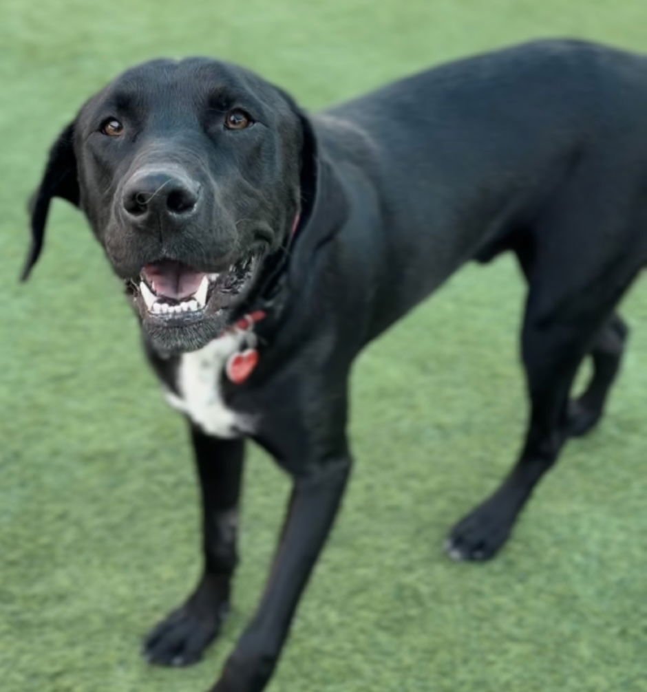 CARL CA - Labrador Retriever / Great Dane available for adoption