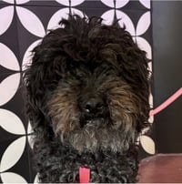 Coco CA - Bonded with Butter CA! - Photo 1