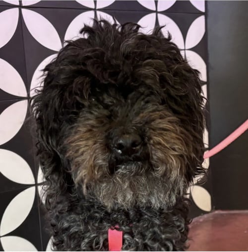 COCO CA - BONDED WITH BUTTER CA! - Poodle (Toy) / Maltese available for adoption