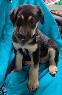 Chipper - Photo 2