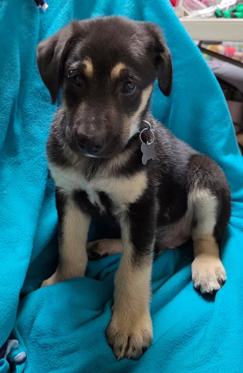 CHIPPER - Shepherd available for adoption