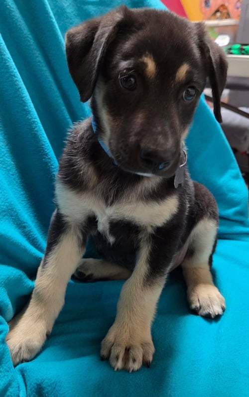 CHIPPER - Shepherd available for adoption