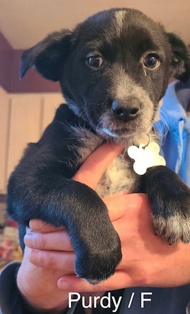 PURDY - Golden Retriever / Labrador Retriever available for adoption
