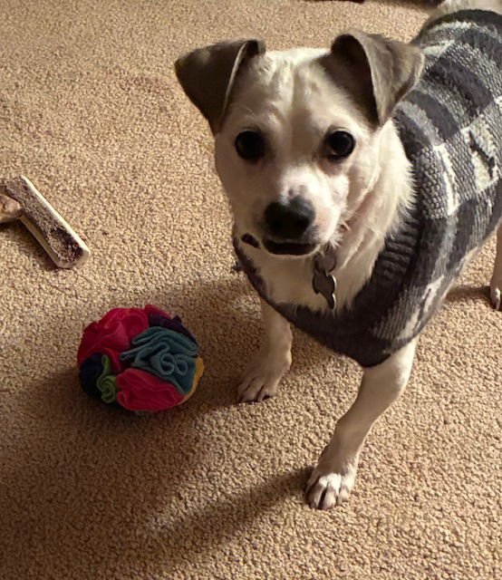 BERNIE - Rat Terrier / Lhasa Apso available for adoption