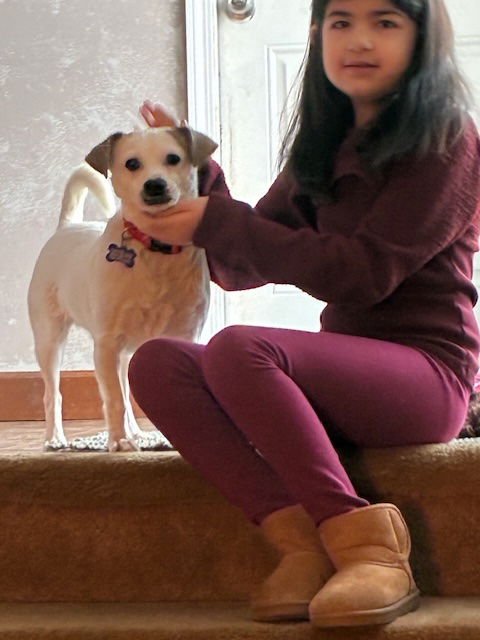 BERNIE - Rat Terrier / Lhasa Apso available for adoption