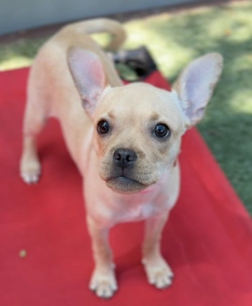 MIRA CA - JUST ARRIVED! - French Bulldog / Chihuahua available for adoption