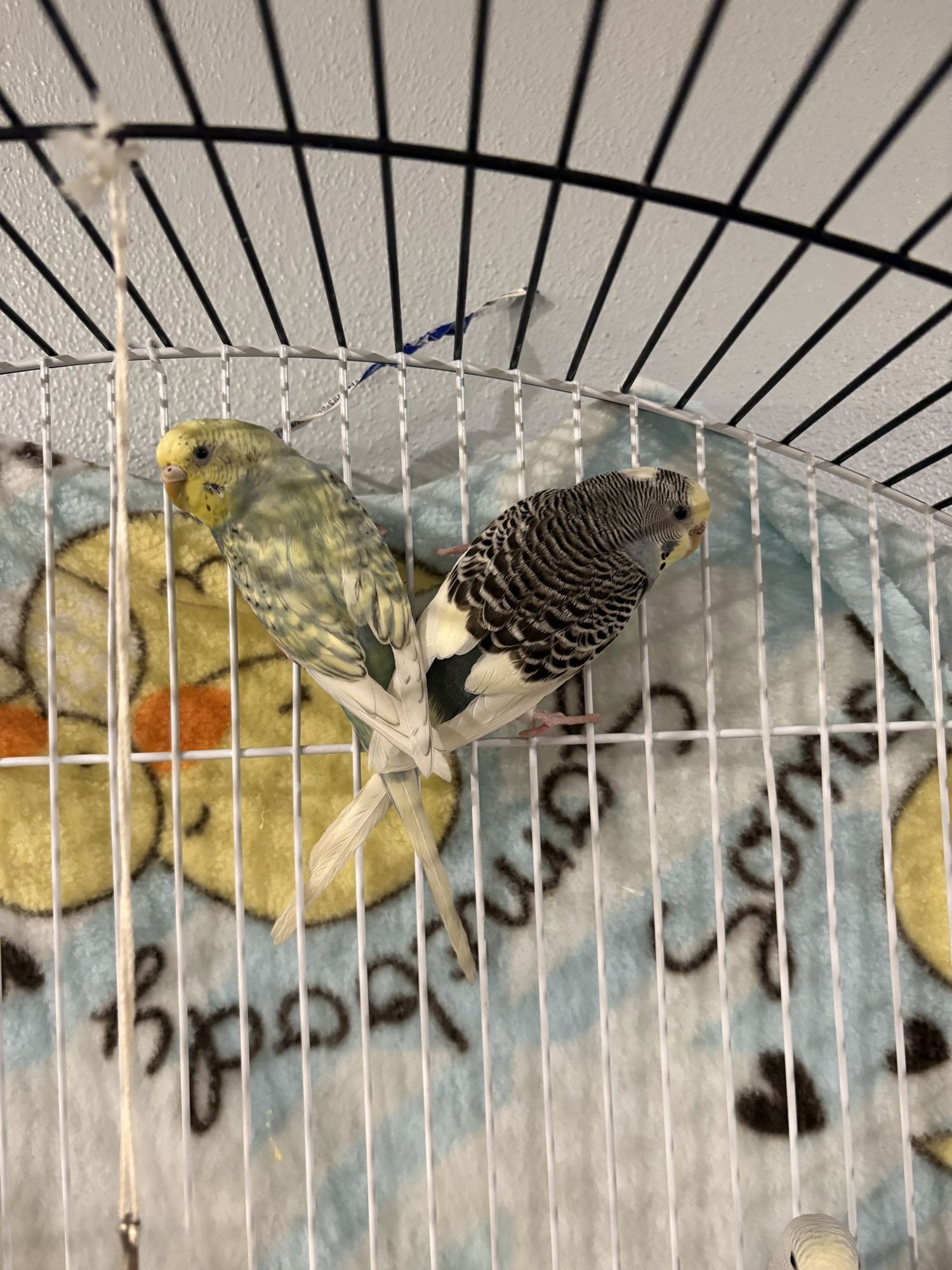 Parakeets - Female 1 - Photo 4