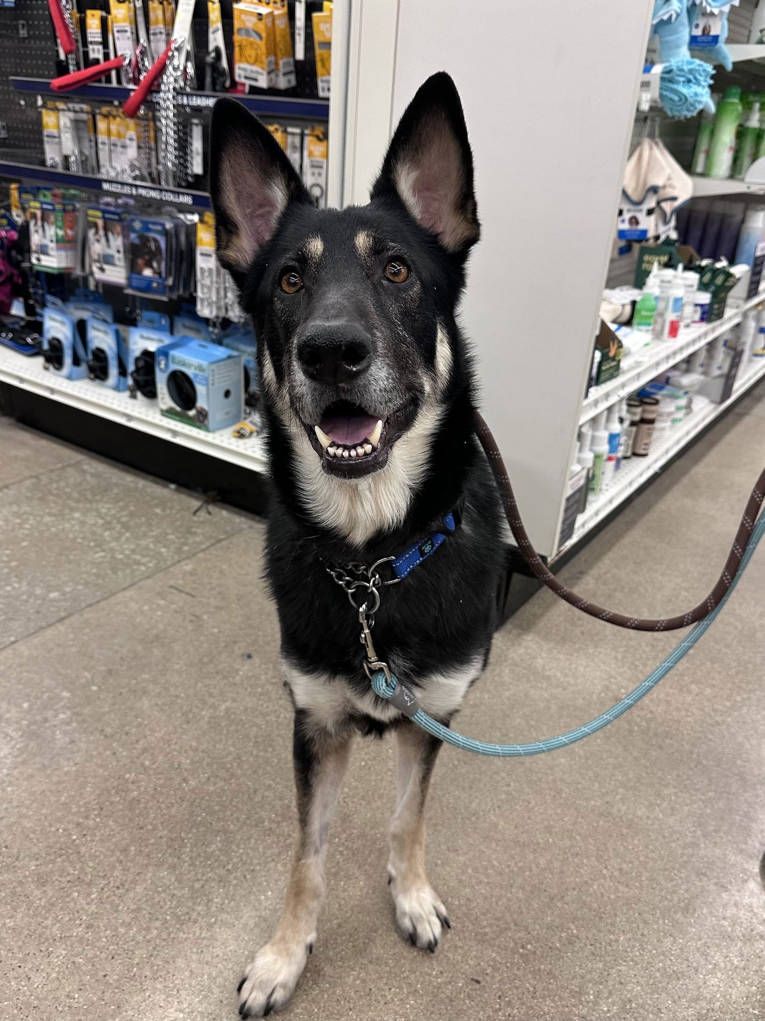 TYR - Shepherd available for adoption