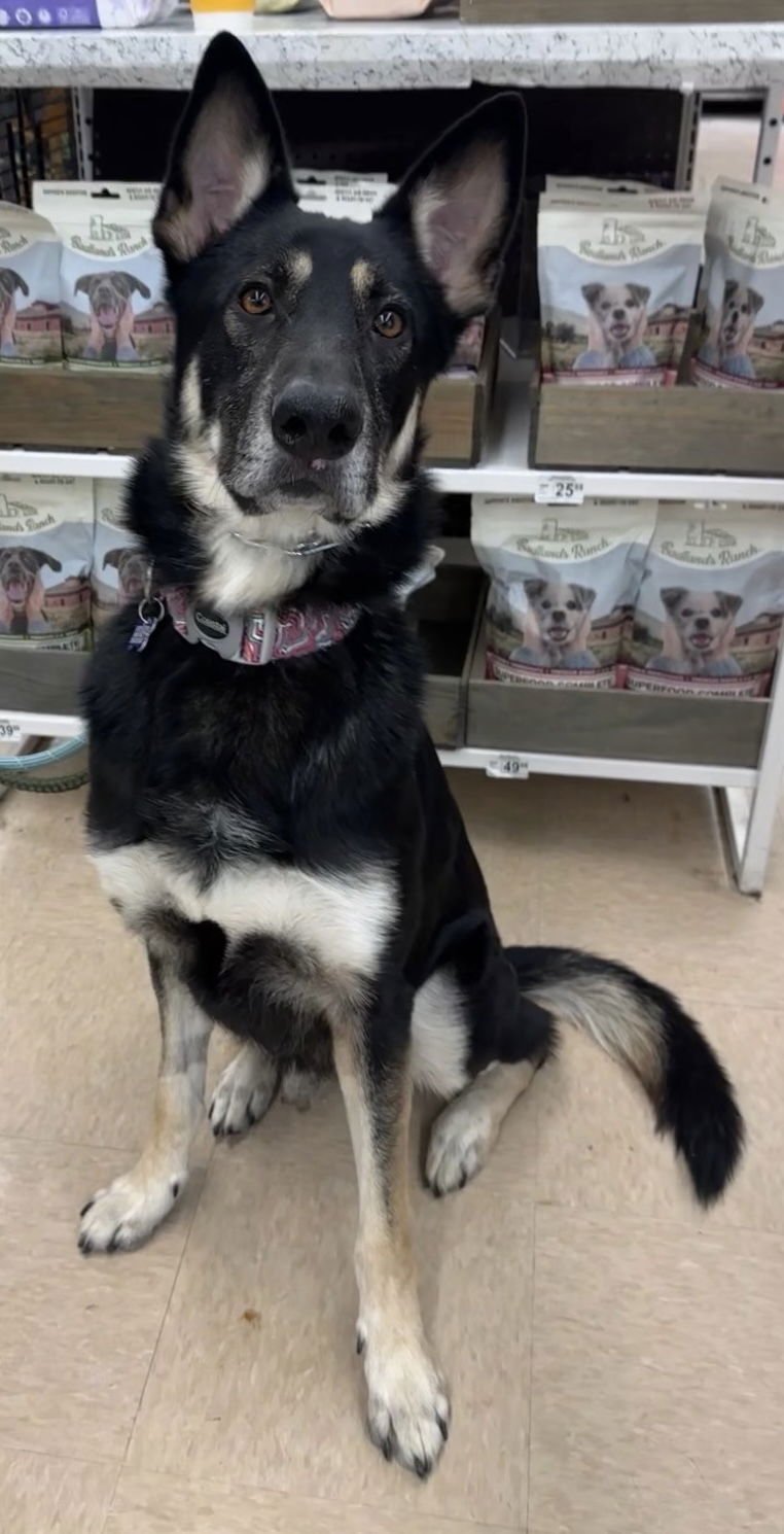 TYR - Shepherd available for adoption