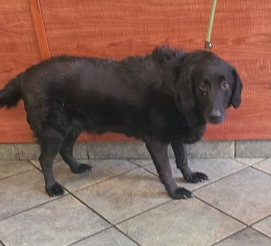 Ozzy - Bonded with Izzy Image