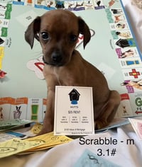 Scrabble - Photo 8