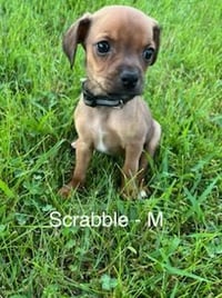 Scrabble - Photo 9