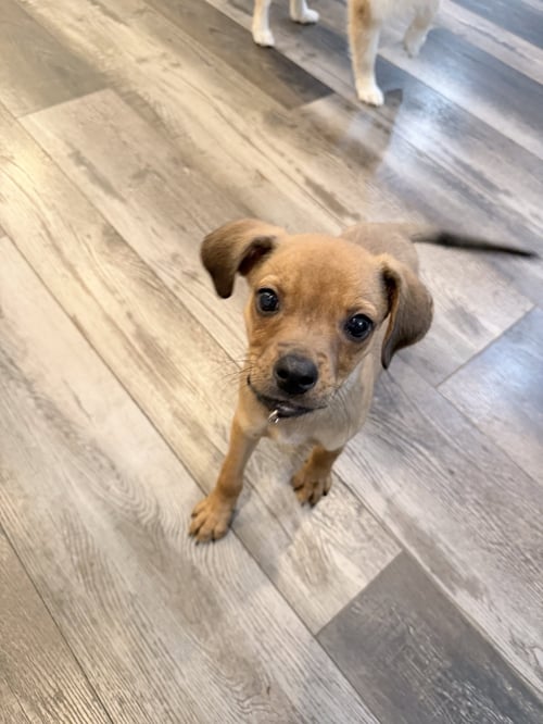 SCRABBLE - Terrier available for adoption