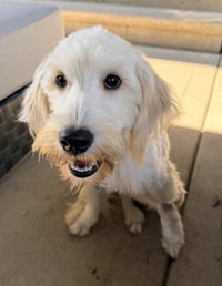 Loki - Photo 2