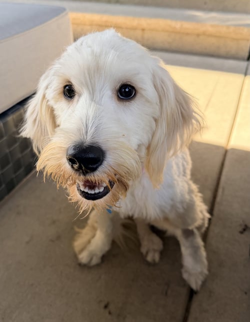 LOKI - Poodle (unknown type) available for adoption