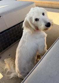 Loki - Photo 1