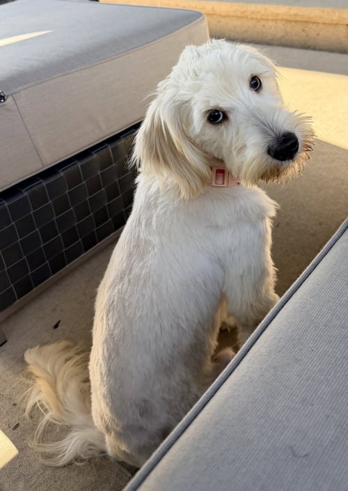 LOKI - Poodle (unknown type) available for adoption