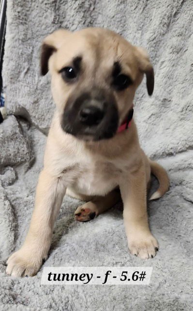 TUNNEY - Boxer available for adoption