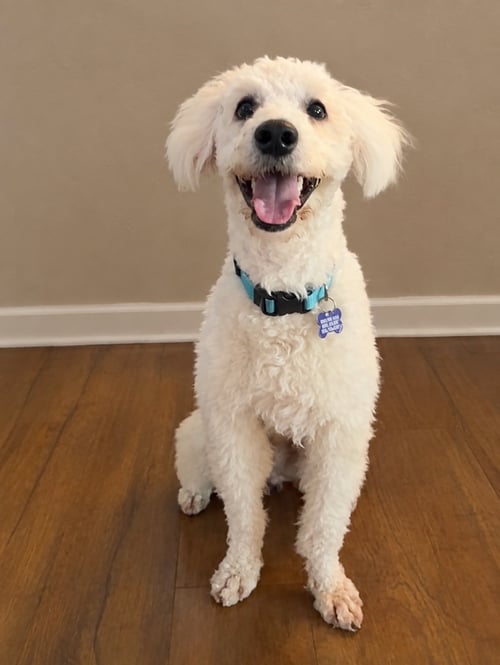 EDISON CA - Poodle (unknown type) available for adoption