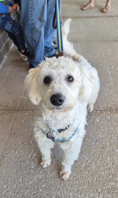 EDISON CA - Poodle (unknown type) available for adoption