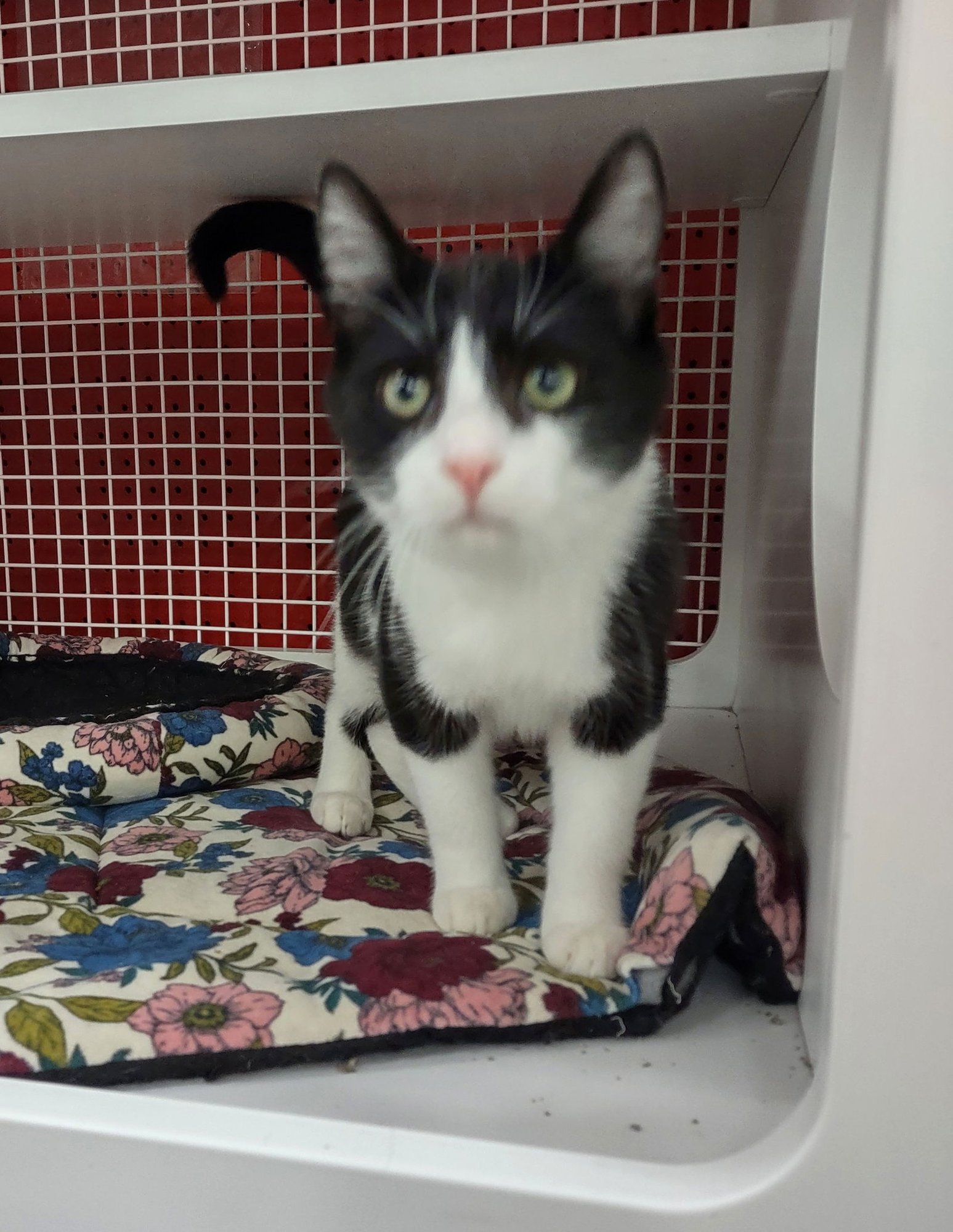 KITTENS! - Dilute Calico / Tabby available for adoption