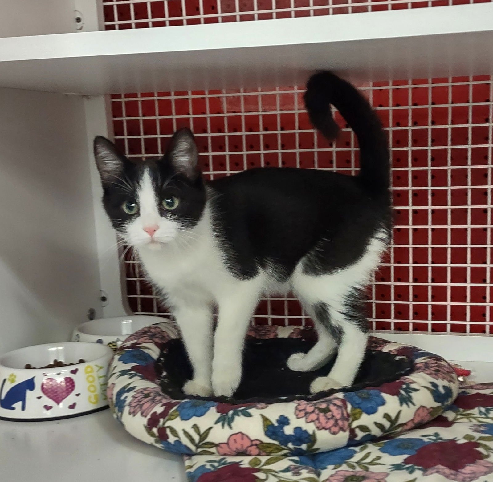 KITTENS! - Dilute Calico / Tabby available for adoption