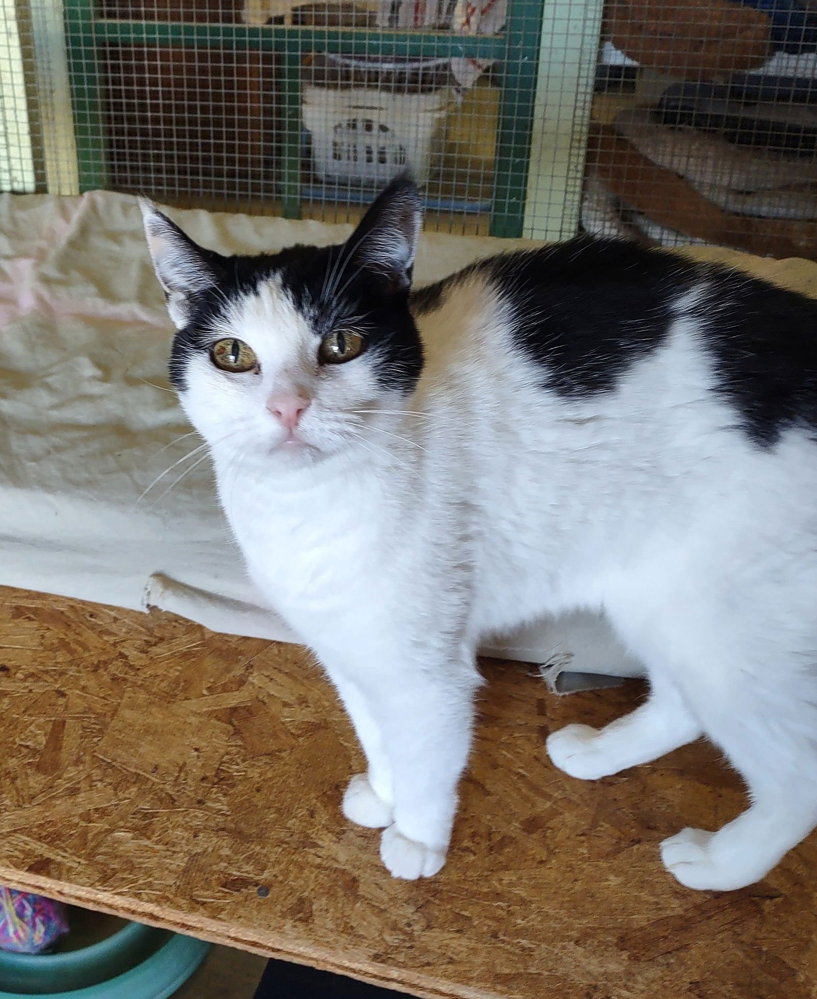 FLORA - Domestic Medium Hair available for adoption