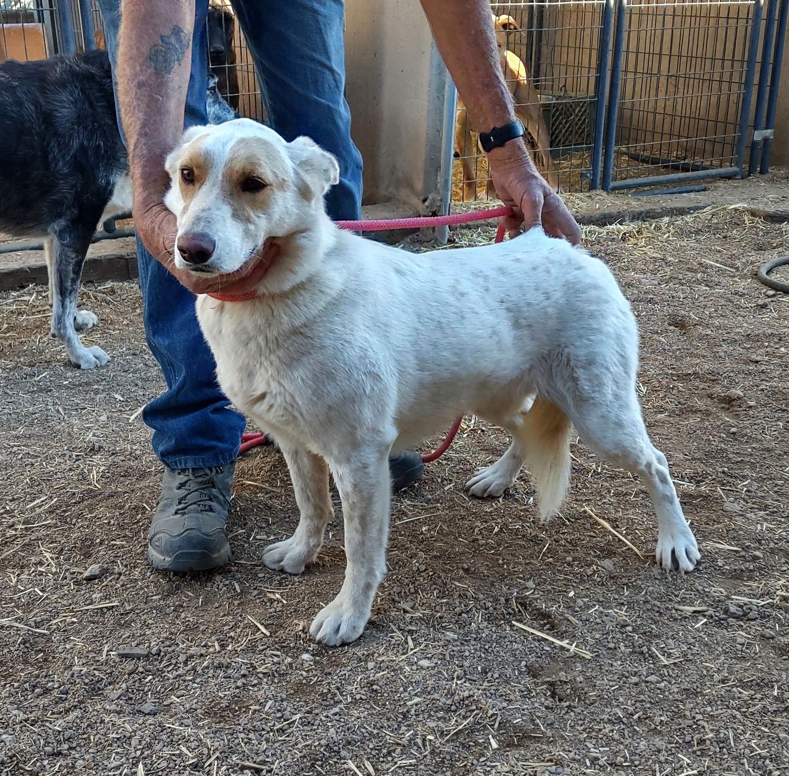 NATASHA - Husky available for adoption