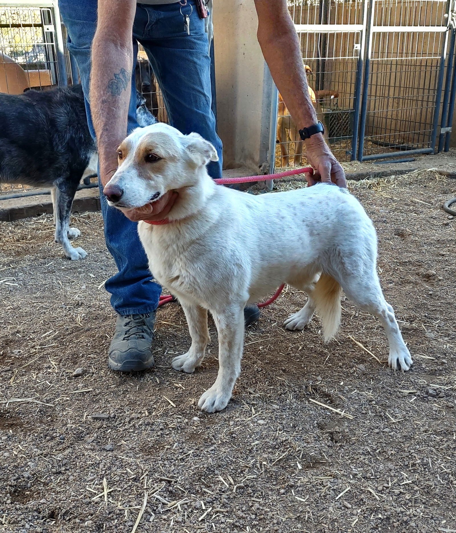 NATASHA - Husky available for adoption