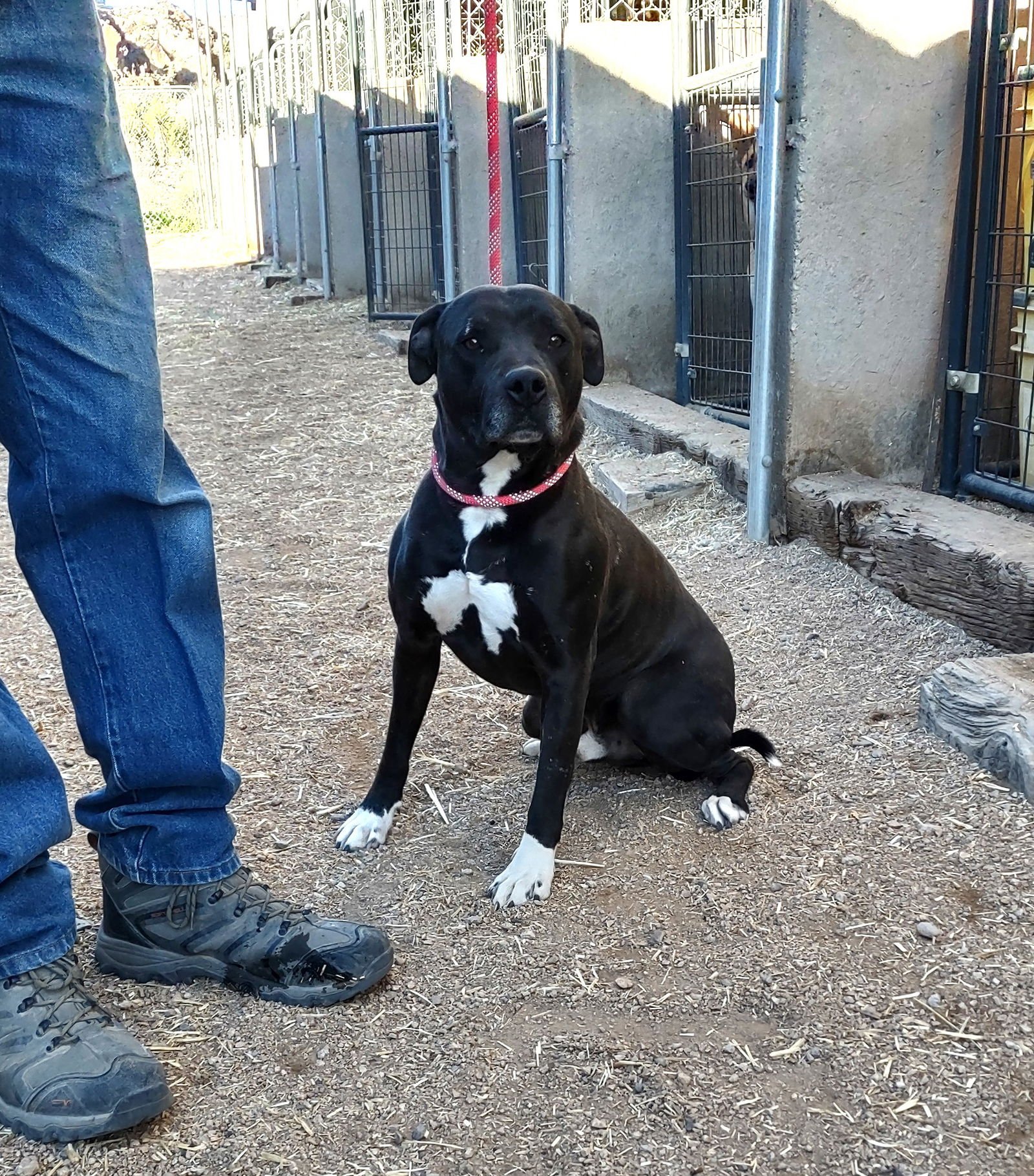 KONAN - American Staffordshire Terrier available for adoption
