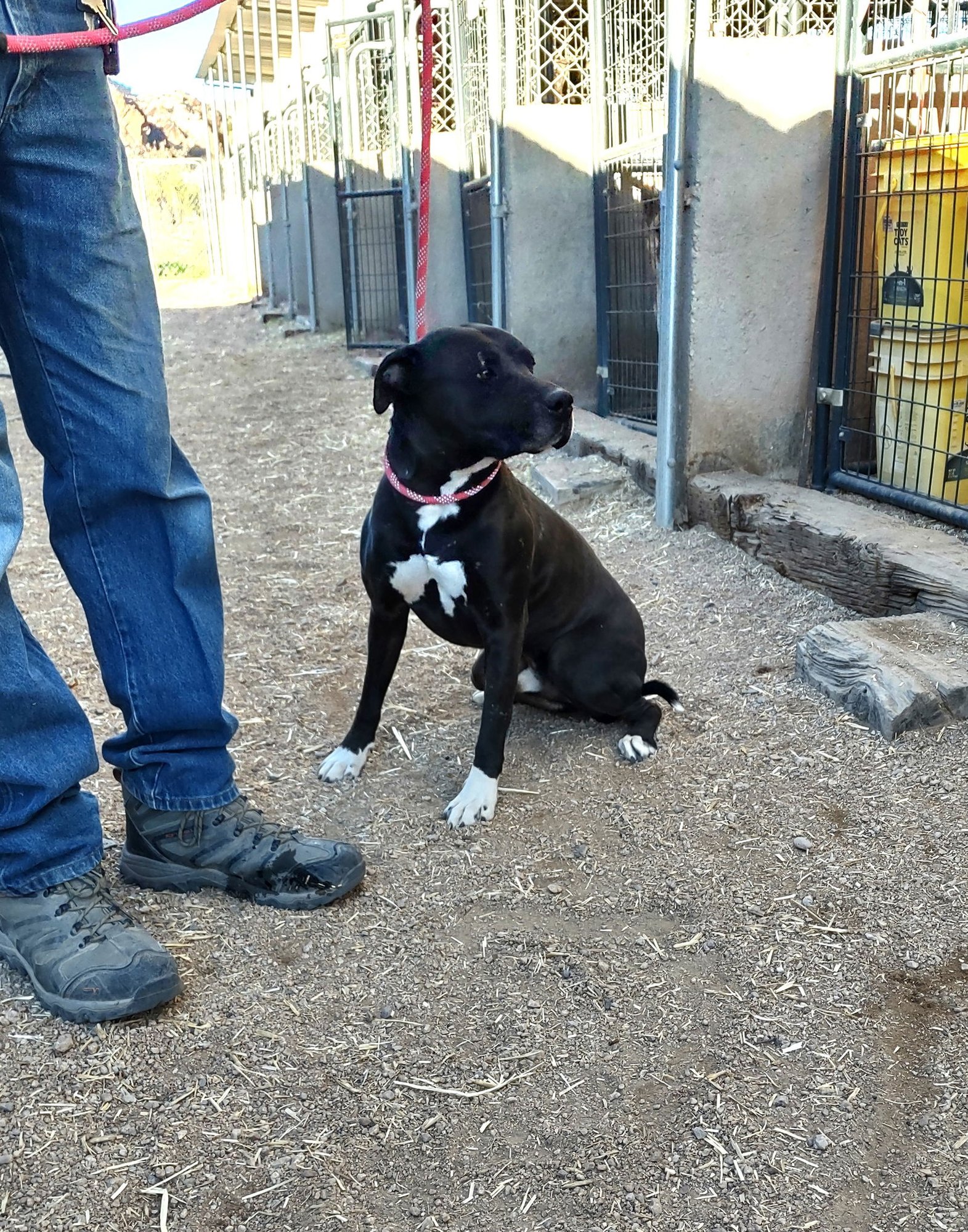 KONAN - American Staffordshire Terrier available for adoption