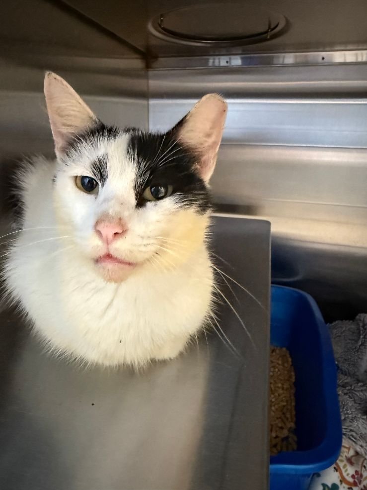 TWIDDLE - Domestic Short Hair available for adoption