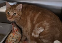 Flynn - Photo 1
