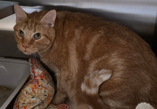 FLYNN - American Shorthair / Domestic Short Hair for adoption in High Point