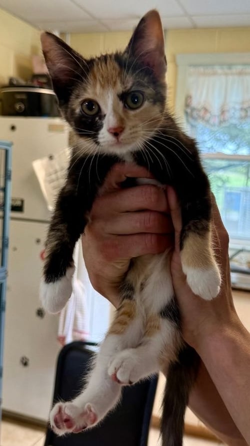 RAZZLE - Domestic Short Hair for adoption in High Point