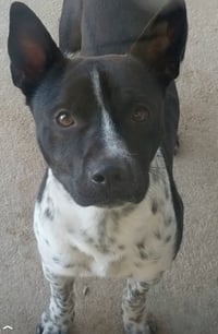 OJ - Photo 1