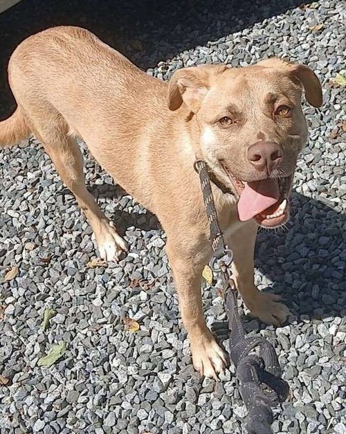 CHARLOTTE - American Pit Bull Terrier available for adoption
