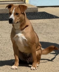 Pretzel - Photo 1