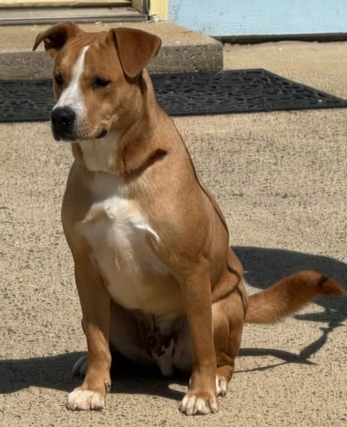 PRETZEL - Hound available for adoption