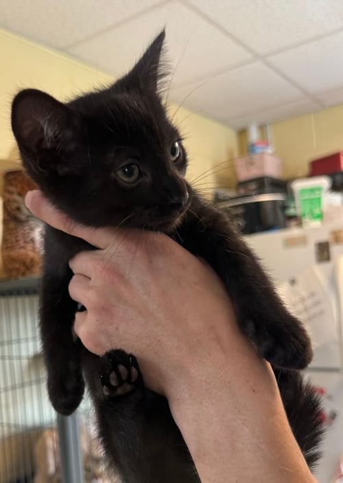 HERSHEY - Domestic Short Hair for adoption in High Point