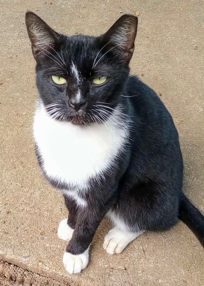 VERGO - Domestic Short Hair available for adoption