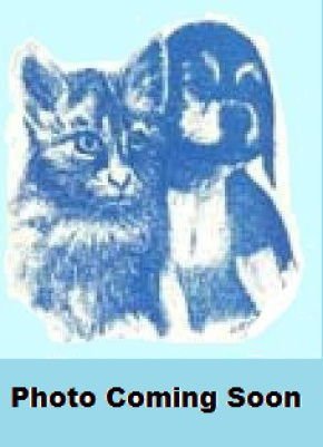 NOEL - Domestic Short Hair available for adoption