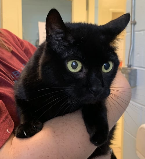 EMMA LOU - Bombay available for adoption