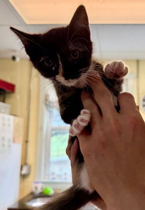 SKITTLES - Domestic Short Hair for adoption in High Point
