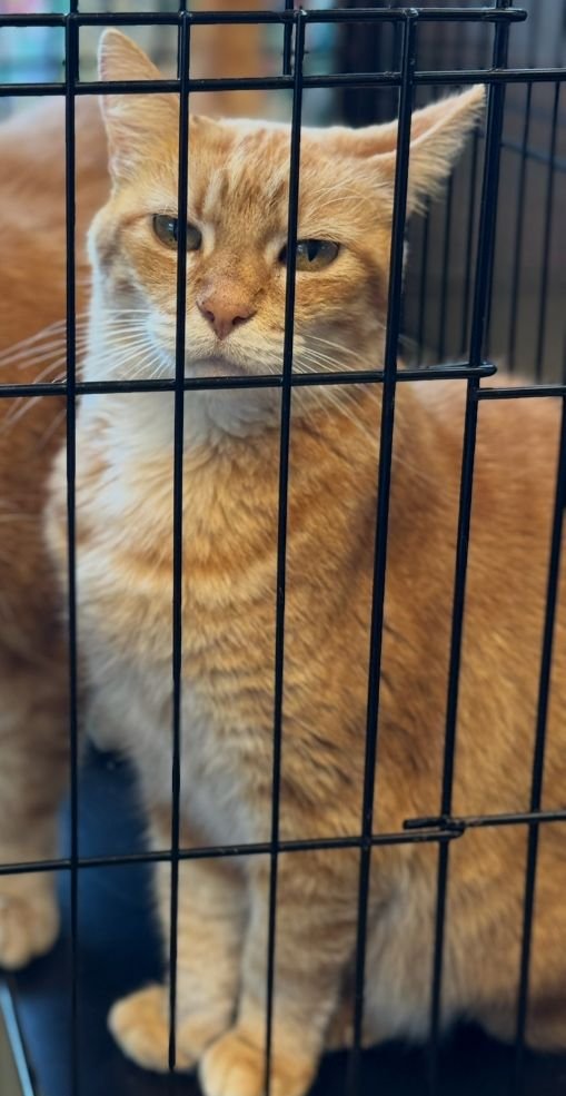 DAISY - Domestic Short Hair / American Shorthair available for adoption